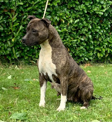 Étalon American Staffordshire Terrier - Oldtrack's New divine