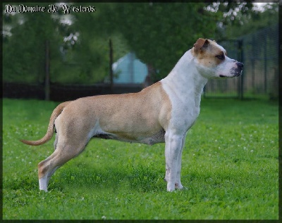 Étalon American Staffordshire Terrier - Perfect rhéa Du Domaine De Westeros