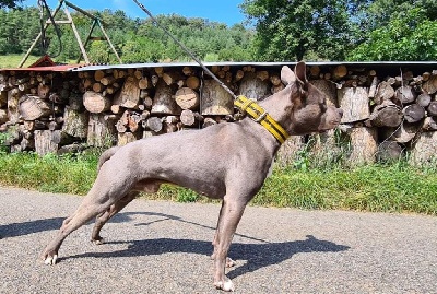 Étalon American Staffordshire Terrier - P'pit Loubard