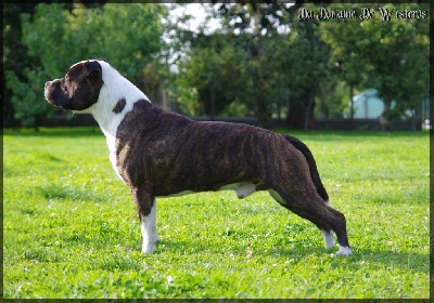 Étalon American Staffordshire Terrier - Fantastic hector shining field