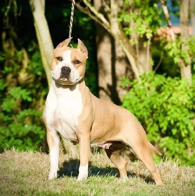 Étalon American Staffordshire Terrier - Sorry for you of collateral damage