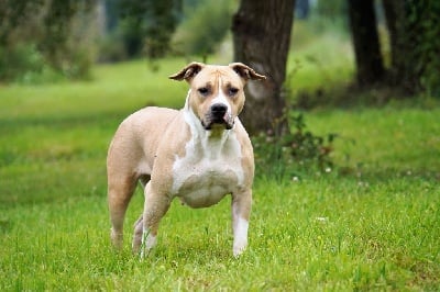 Étalon American Staffordshire Terrier - Phalis d love Forgiveness American Dog
