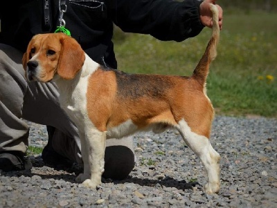 Étalon Beagle - Peter pan de Mont Joui