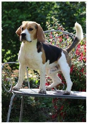 Étalon Beagle - Replay philomele