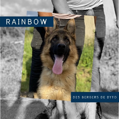 Étalon Berger Allemand - Rainbow des bergers de dyto
