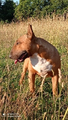 Étalon Bull Terrier - Trick or treat No direction home