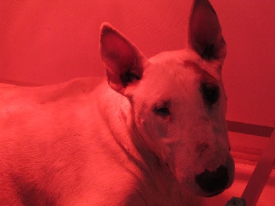 Étalon Bull Terrier - Lysa (Sans Affixe)