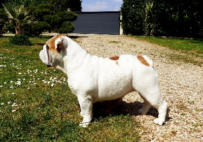 Étalon Bulldog Anglais - fat puppy's Xiaomi