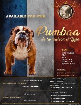 Étalon Bulldog Anglais - Pumbaa De La Maison D'izzie