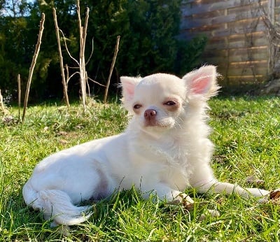 Étalon Chihuahua - Riley (Sans Affixe)