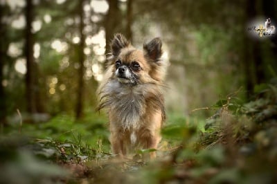 Étalon Chihuahua - Moka Des Anges De L'apocalypse