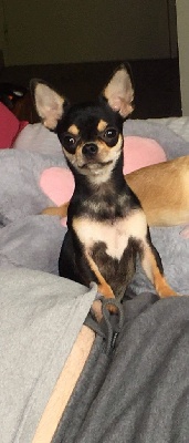 Étalon Chihuahua - Ragnar Very Chic Doll