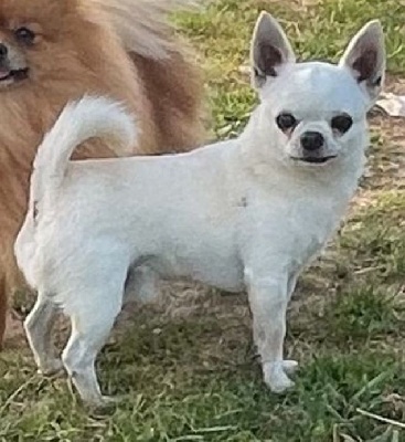 Étalon Chihuahua - Nougat le supreme du manoir aux peupliers