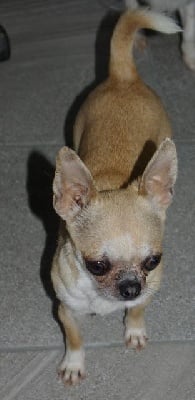 Étalon Chihuahua - Pearl (Sans Affixe)