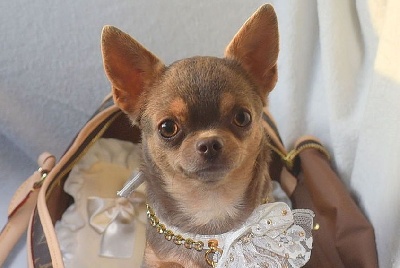 Étalon Chihuahua - O'sborg Of Love Riviera