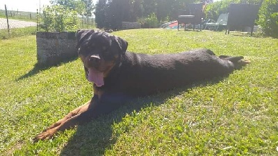 Étalon Rottweiler - Roxy dit ruby Vom Owane's Paradise