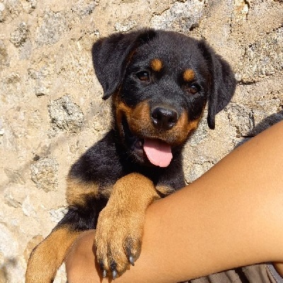 Étalon Rottweiler - Shalimar Vom Hause Cervo