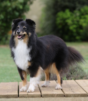 Étalon Shetland Sheepdog - Obsie divine black des loups de l'isengard