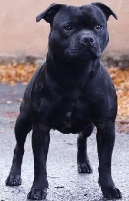 Étalon Staffordshire Bull Terrier - CH. shades of blues Royal protocol