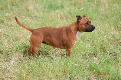 Étalon Staffordshire Bull Terrier - My love From Braveheart Story