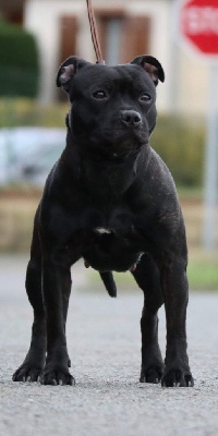 Étalon Staffordshire Bull Terrier - No soucy The Black Night Fury