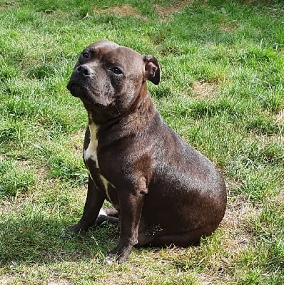 Étalon Staffordshire Bull Terrier - Pipas Des Huggy Dogs