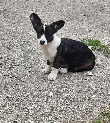 Étalon Welsh Corgi Cardigan - Scandale Des Terres De Breiga
