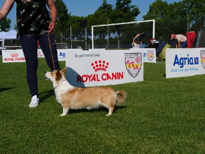 Étalon Welsh Corgi Pembroke - Ruby Du Roc Del Fouich