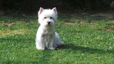 Étalon West Highland White Terrier - Pepsi Du domaine d'alexan