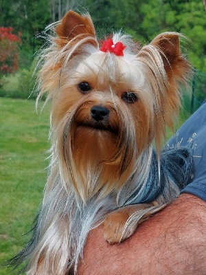 Étalon Yorkshire Terrier - Romantik girl de l arche d'or