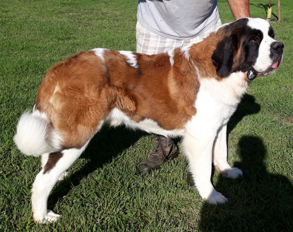 Les Saint Bernard De La Vallée De L Hogmiau