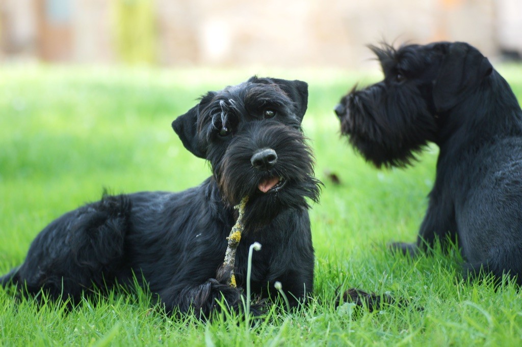 Strategie De L inespoir dite Lora De Voxanoire Chien De Race Toutes 
