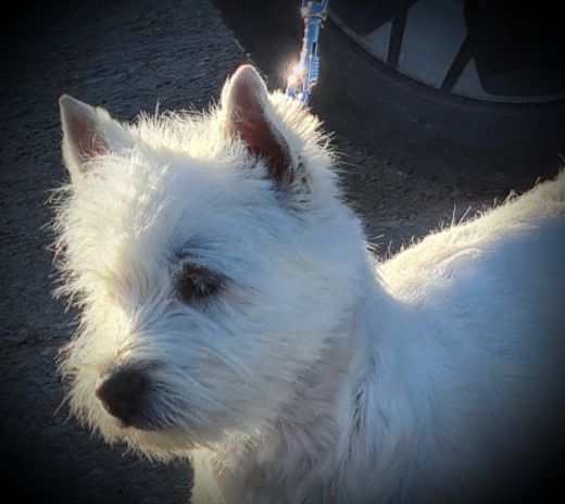 Les West Highland White Terrier de l'affixe de Terre Indigo
