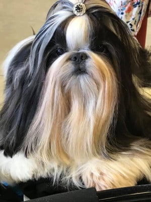 Étalon Shih Tzu - Roi soleil Made In Albizzia