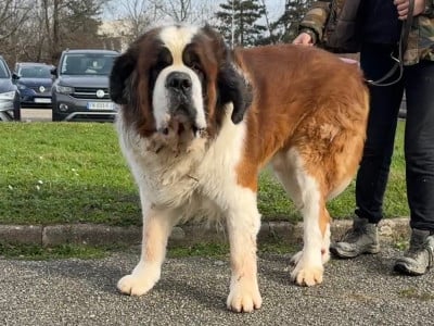 Étalon Chien du Saint-Bernard - Omero du mas de Jalnot