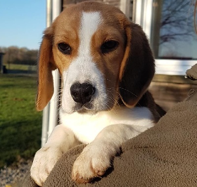 Étalon Beagle - Oui-oui pré moussey