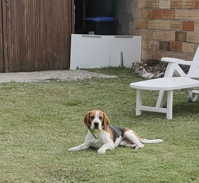 Étalon Beagle - Nestor (Sans Affixe)