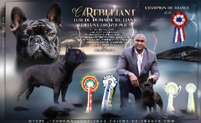 Étalon Bouledogue français - CH. Rebeliant for du domaine de liana fortuna drozdowic