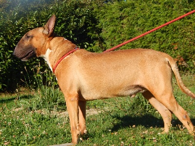 Étalon Bull Terrier - Trick or treat Rattle and hum  arrow