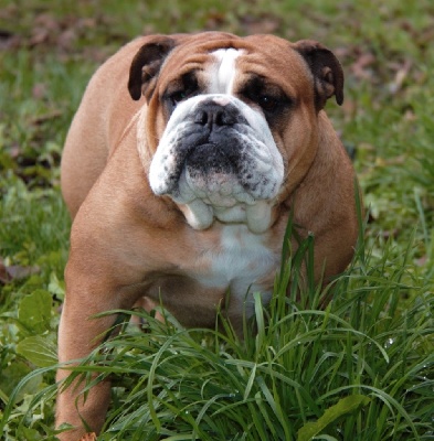 Étalon Bulldog Anglais - Odile Des Jardins d'Ekera