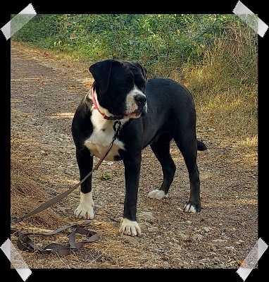 Étalon Bulldog continental - Zadatis Rully