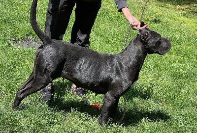 Étalon Cane Corso - Dynamite delle janare