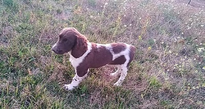 Étalon Chien d'Oysel allemand - Sacy du clos du jaunay