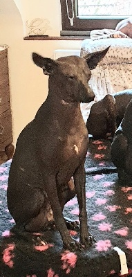 Étalon Chien nu du Perou - Jamia inca de vaccares