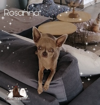 Étalon Chihuahua - Rosanna du Grisous'tiny World