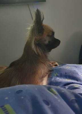 Étalon Chihuahua - Pepita des Brault' Cadors