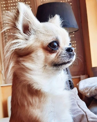 Étalon Chihuahua - Ophélia du Diamant d'Or