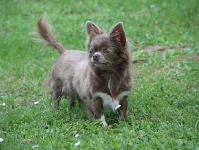 Étalon Chihuahua - Anna five star pets