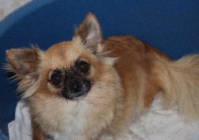 Étalon Chihuahua - Ocaine du Diamant d'Or