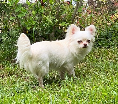 Étalon Chihuahua - imperial luxury Inaya